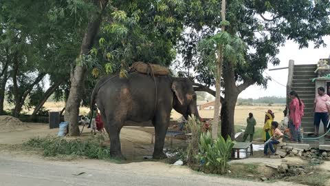 Elephant drinks water in public