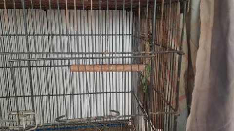 See all baby pigeons,love birds. Faisalmukhtars77