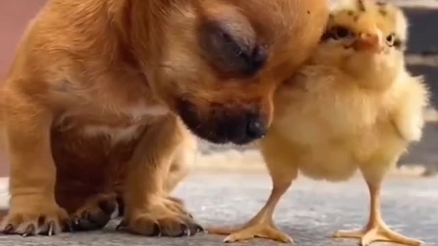 cute puppy status😍| cute puppy whatsapp status | dog status #shorts