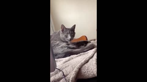 Try Not To Laugh | Funny Cat and Dog Video