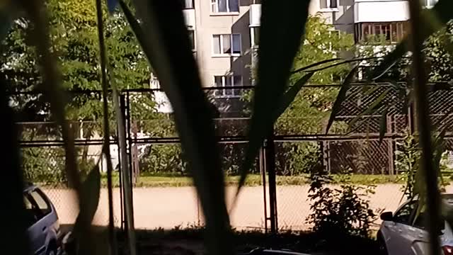 Nature, trees, leaves