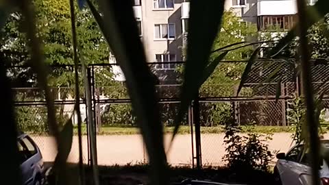 Nature, trees, leaves