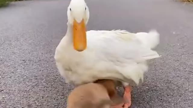 Dog gets to curious with a duck