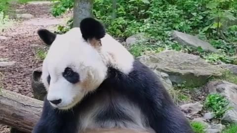 5 Fun Facts about Pandas