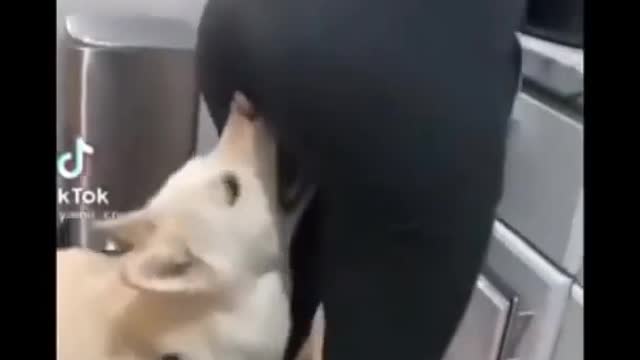 FUNNY DOG VIDEO 🤣🤣