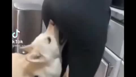 FUNNY DOG VIDEO 🤣🤣