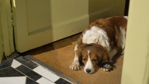 Lazy Dog Sunbathing In Doorway