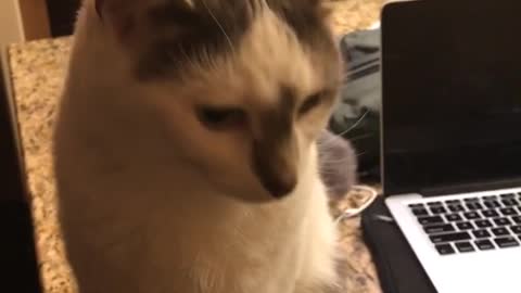 Grey white cat sits on kitchen counter when owners asks