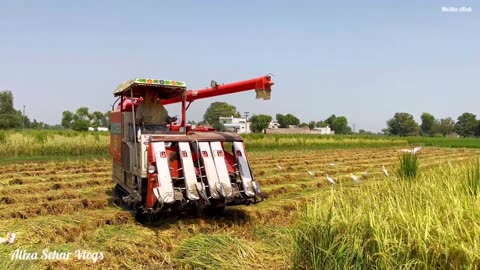 Punjabi Village Life _ Modern Harvesting Methods