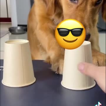 Playing game with wise Dog trending tikok video