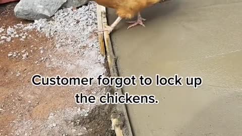 The customer forgot to lock up the chickens and they all got out