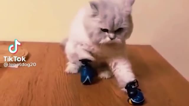 A very beautiful cat that plays funny boxing