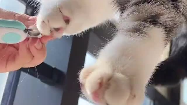 Cutest pet