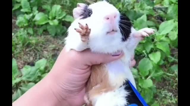 This guinea pig is so cute after being trimmed