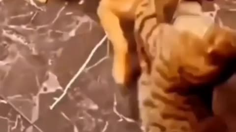 Cute animal behavior makes you happy