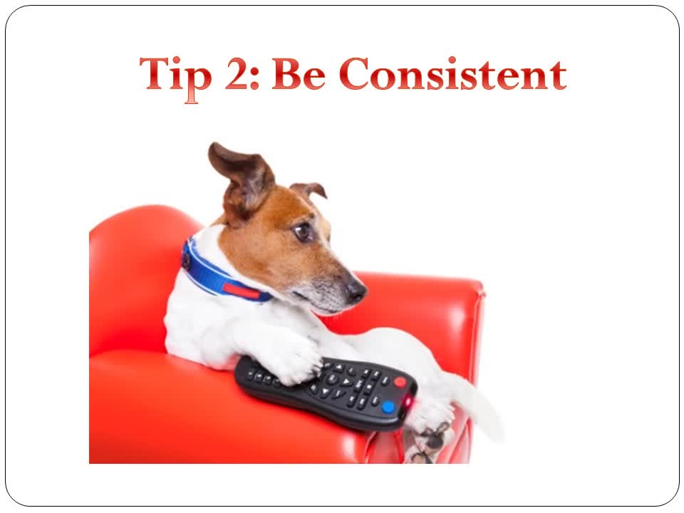 Dog Training Tips 9 Quick Tips