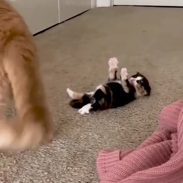 OMG Moments Funny Videos