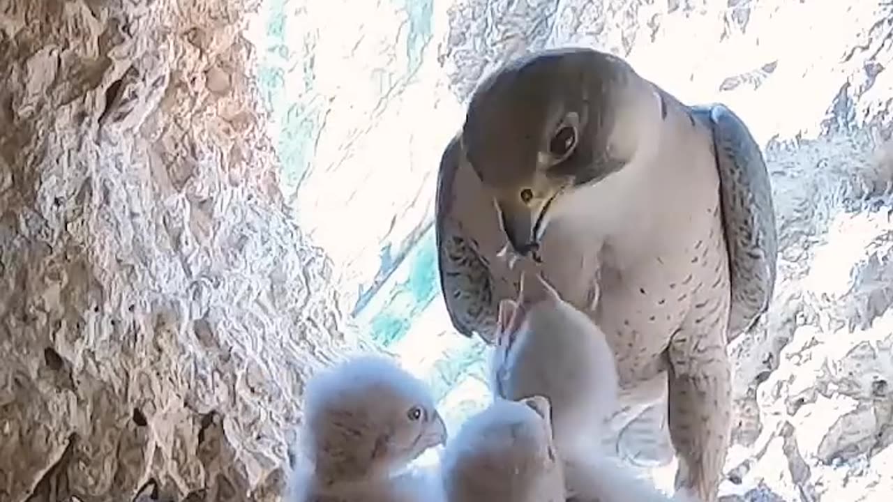 The_adult_falcon_returns_to_the_nest_after_hunting_and_feeds_the_chick