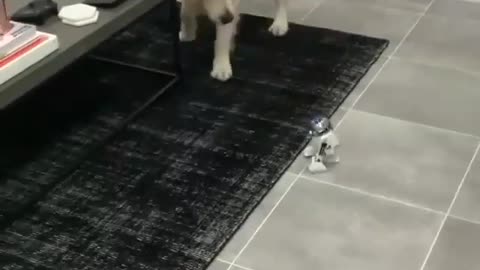Dog and robot dog