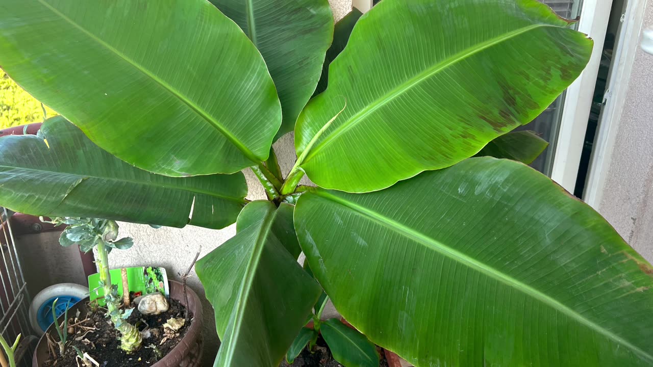 Banana plant progress