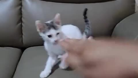 Pappy fighting| viral video|| funny video
