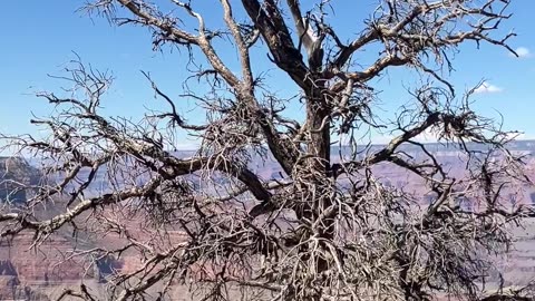 Out and about with the Gooch at the Grand Canyon