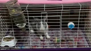 My smart rabbit