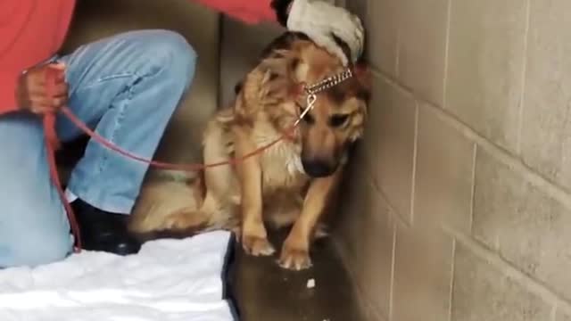 Terrified Dog Had Never Felt The Touch Of a Kind Hand ❤️