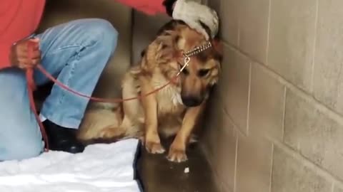 Terrified Dog Had Never Felt The Touch Of a Kind Hand ❤️