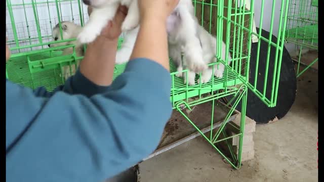 smart puppy