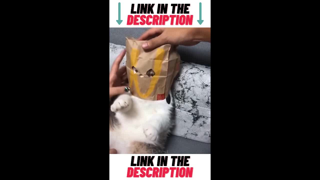 Cute Baby Animals & Funny Pets Video Compilation π»πΆπ΅| Pets Mojii