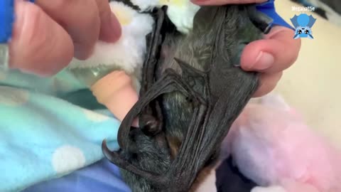 Baby flying-foxes in Nene's Babytown K'Ching and Billi Maree