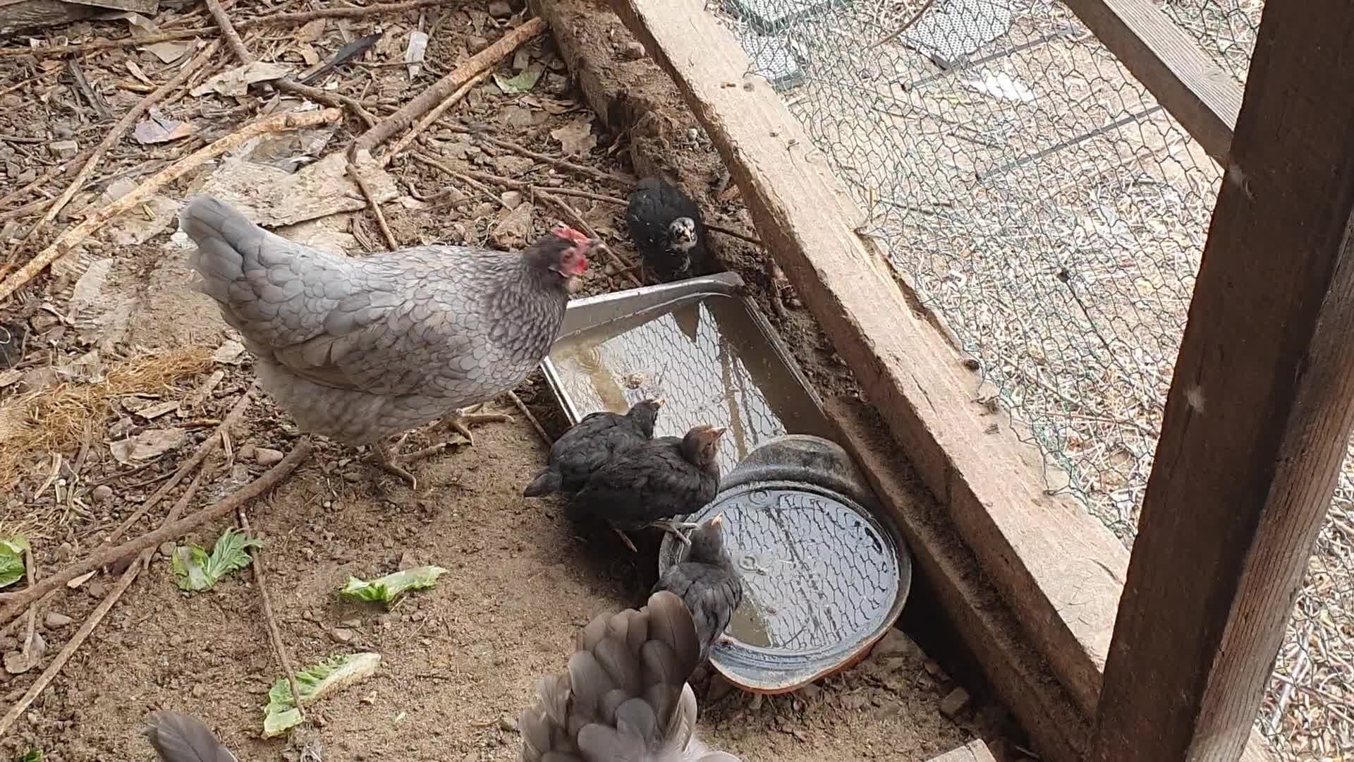 Baby chick struggles to live