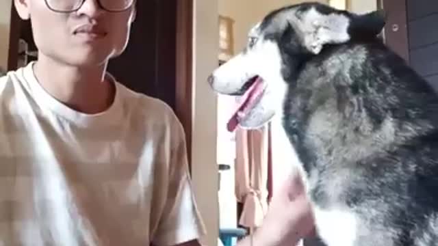 Abused husky looks like a skeleton - 10 months later she is completely unrecognizable