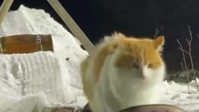 Funny cat