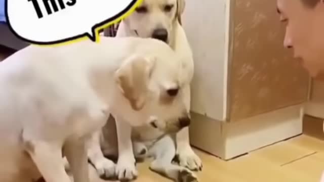 Funny videos for# dogs