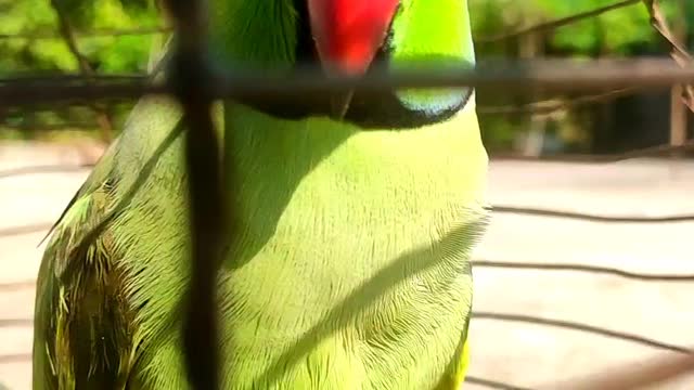 Parrot talking ||