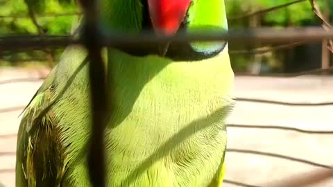 Parrot talking ||