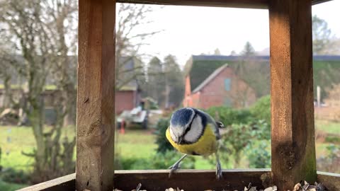 Watching this bird eating its food is a very interesting sight