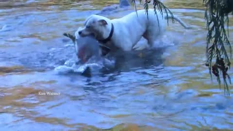 Who knew dogs had fishing skills?