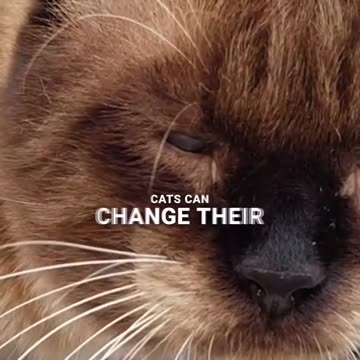 Amazing Siamese Cats_ How They Change Color! 🐾