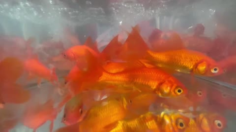 Goldfish swim happily in the fish tank.
