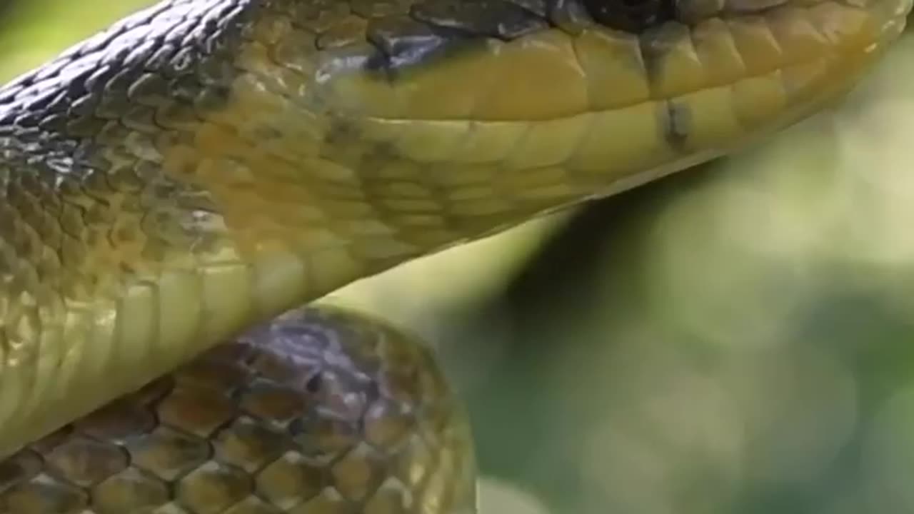 Wildlife
