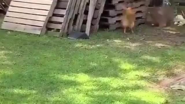 Dog vs chicken