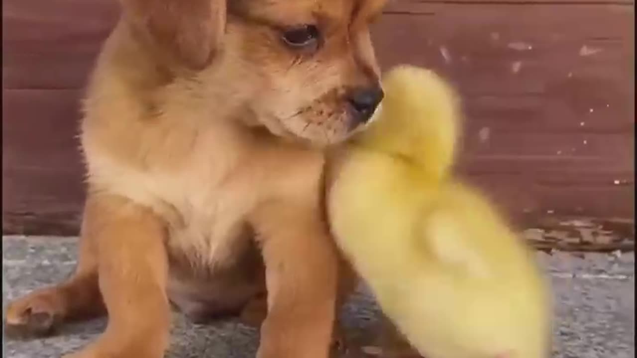 Funny dog video / freemanfolks