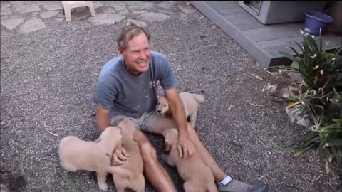 Cutest Golden Retriever Puppies Love To Play With Their Dad