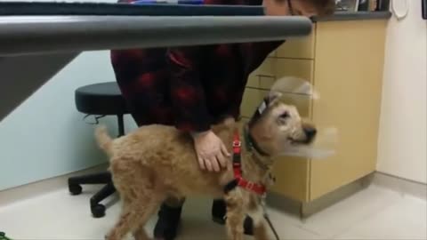 blind dog gets to see again