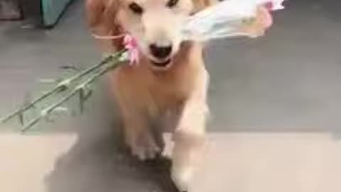 CUTE GOLDEN RETRIEVER ADORABLE.