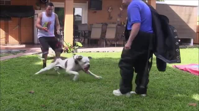 How To Make Dog Become Fully Aggressive With Few Simple Techniques.