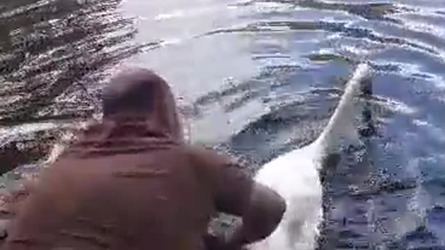 Helping a Swan in Need